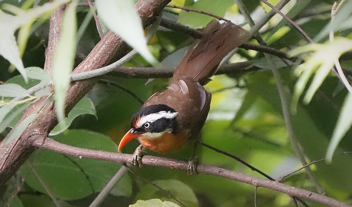 Black-crowned Scimitar-Babbler - ML642146391