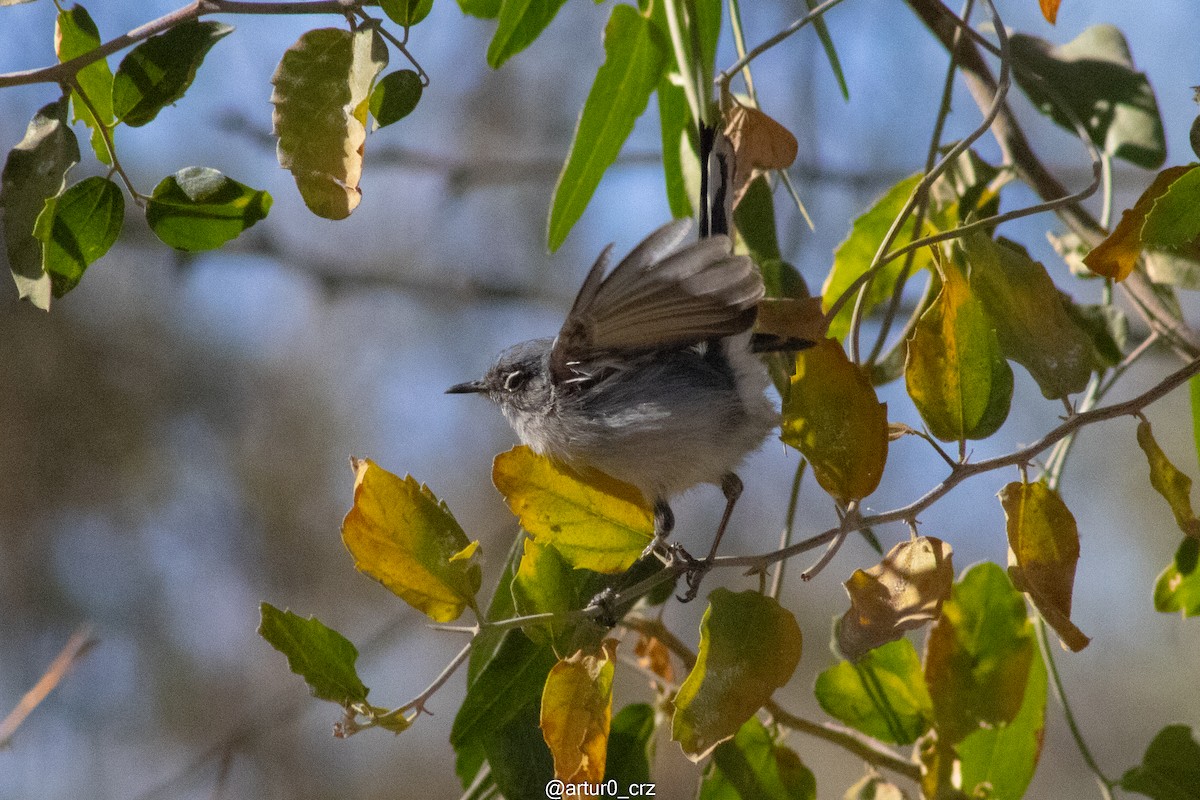 Black-tailed Gnatcatcher - ML642146398