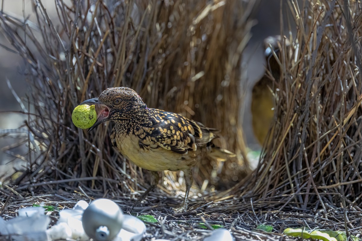 Western Bowerbird - ML642146402