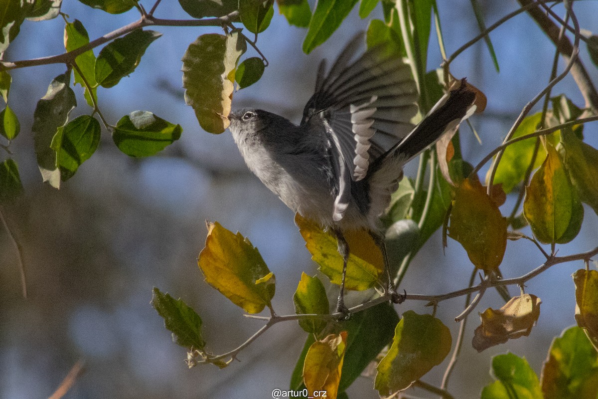 Black-tailed Gnatcatcher - ML642146403