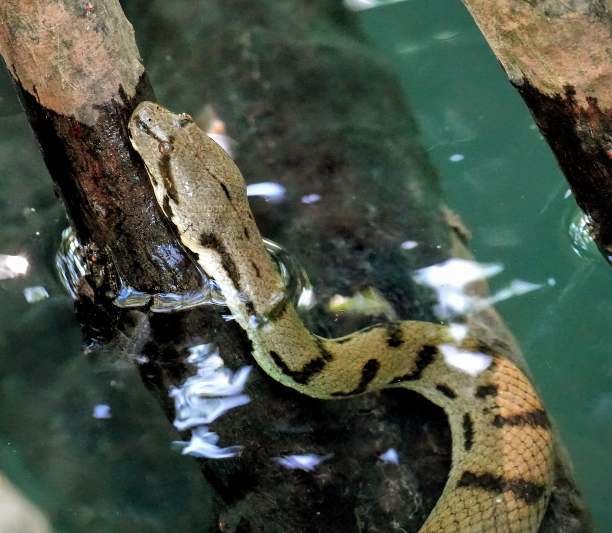 爬行綱 (爬蟲類 爬行類) - ML642146405