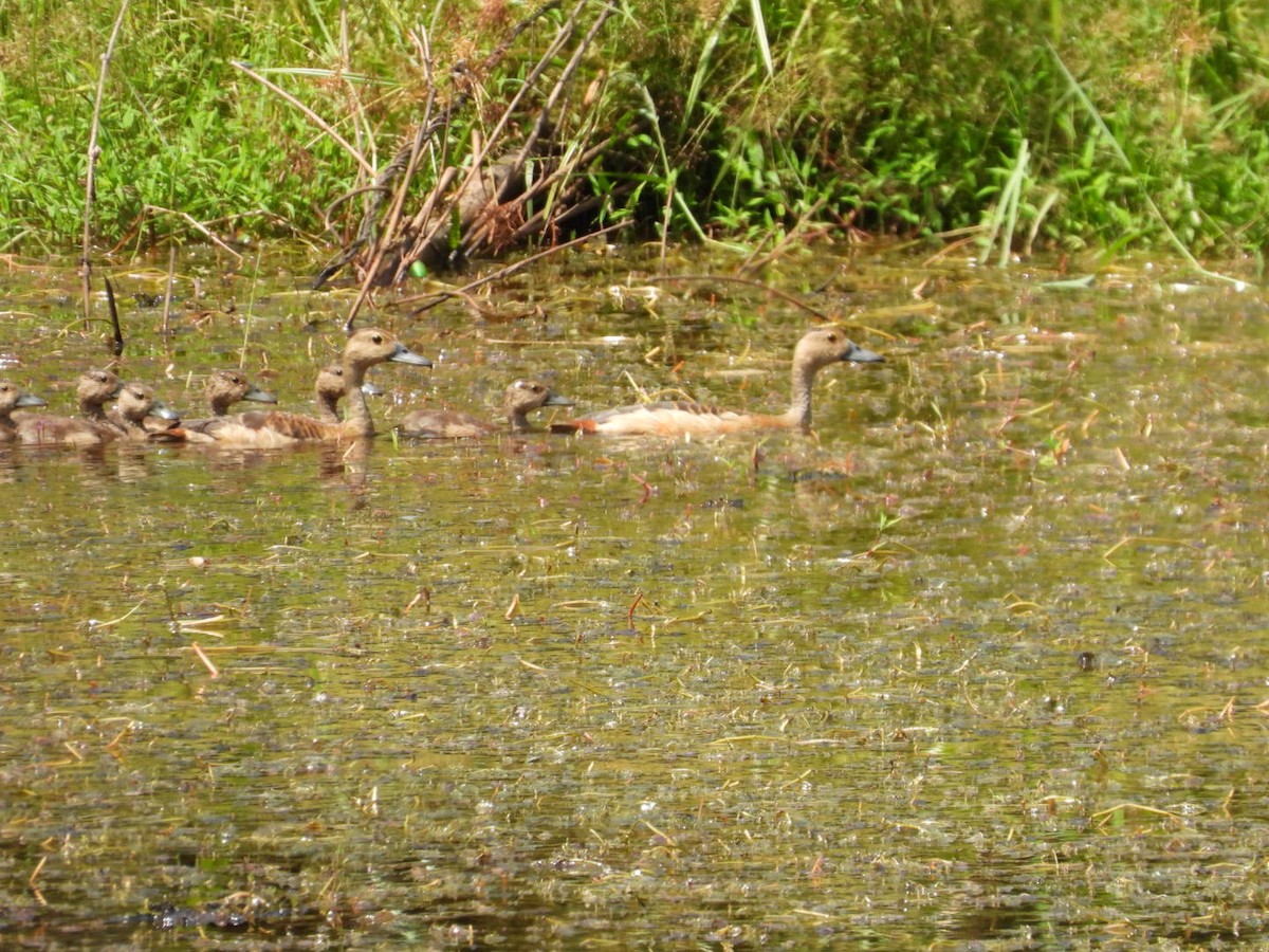 Lesser Whistling-Duck - ML642146424