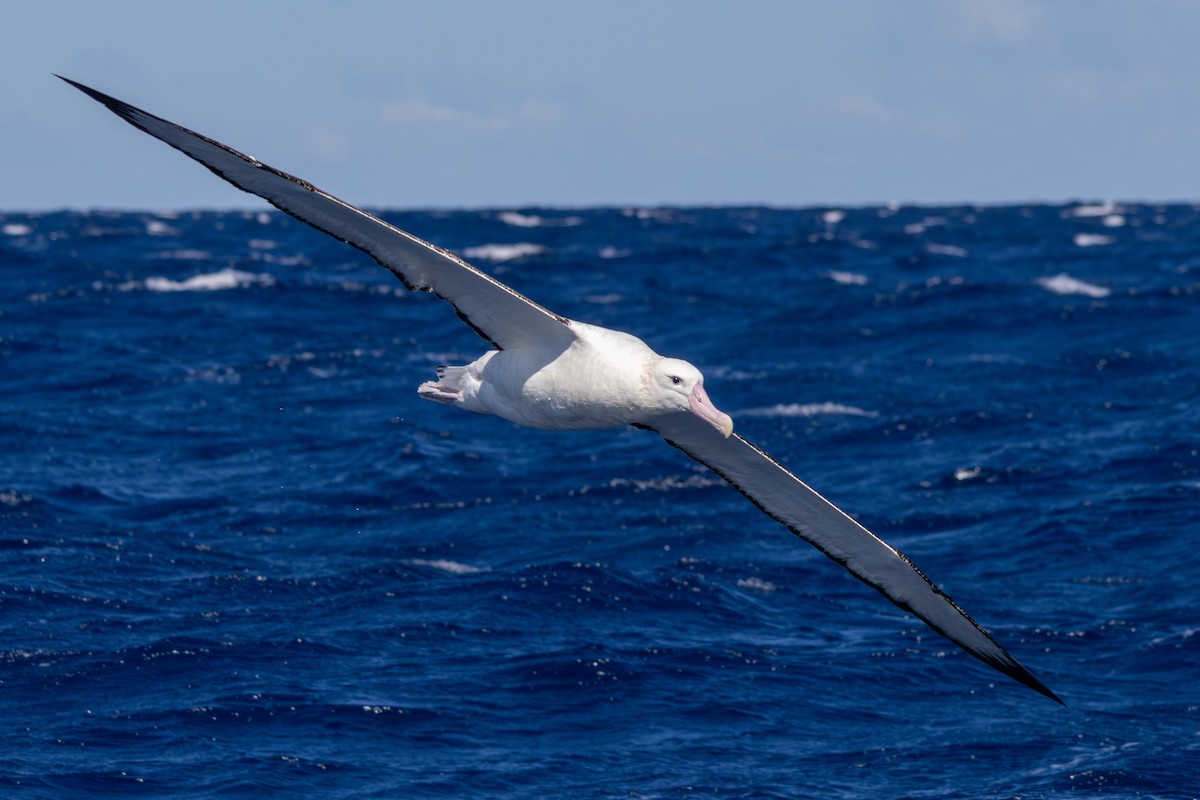 Antipodean Albatross (gibsoni) - ML642146427