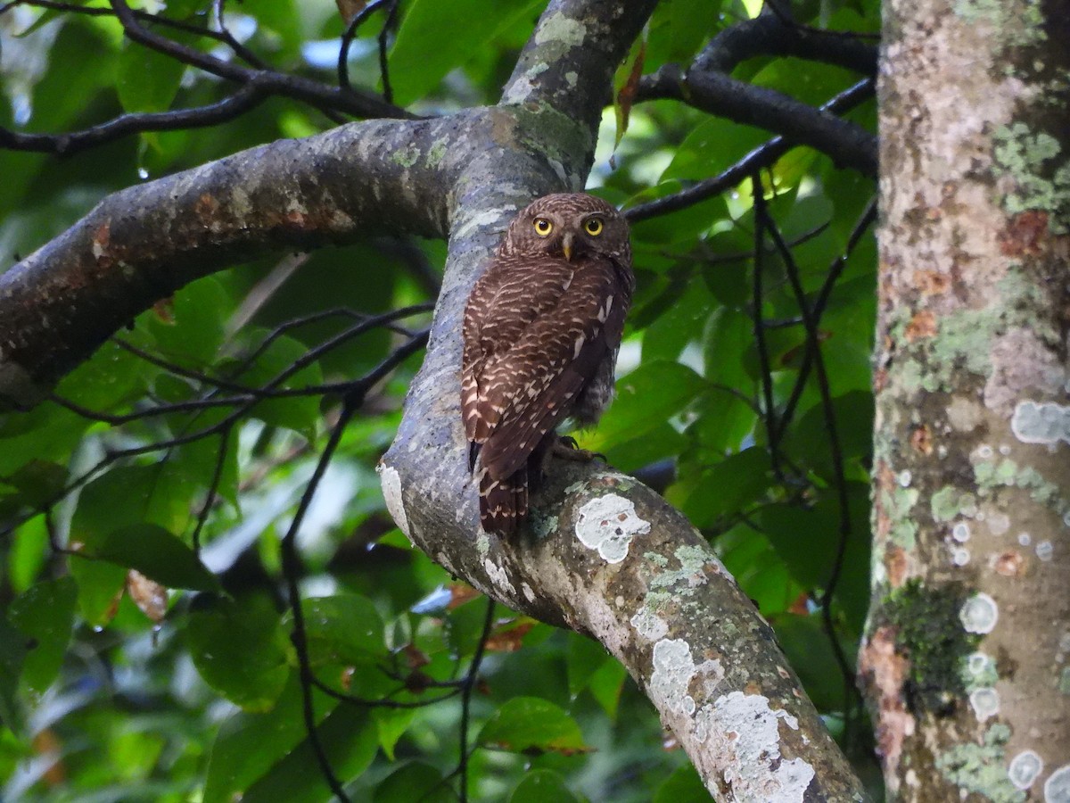 Asian Barred Owlet - ML642146429