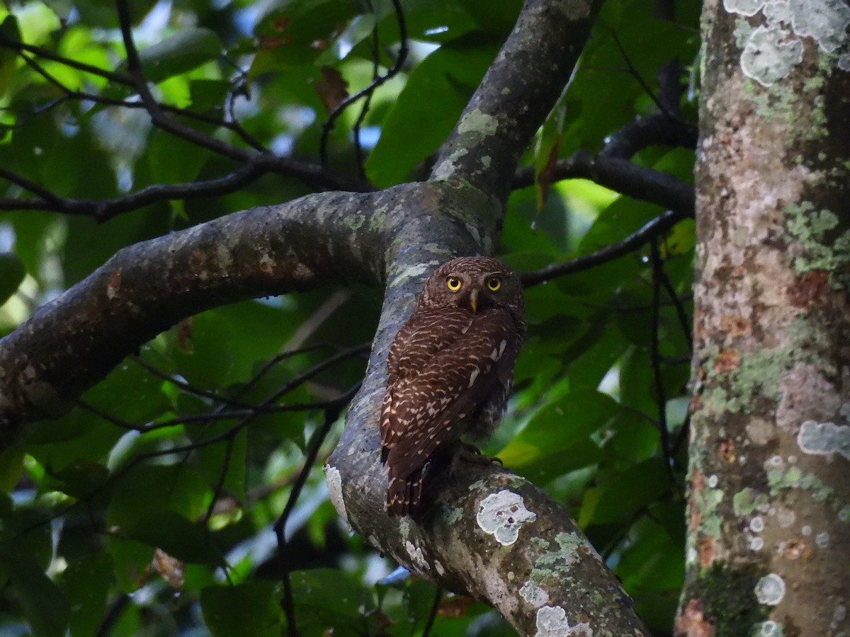 Asian Barred Owlet - ML642146430