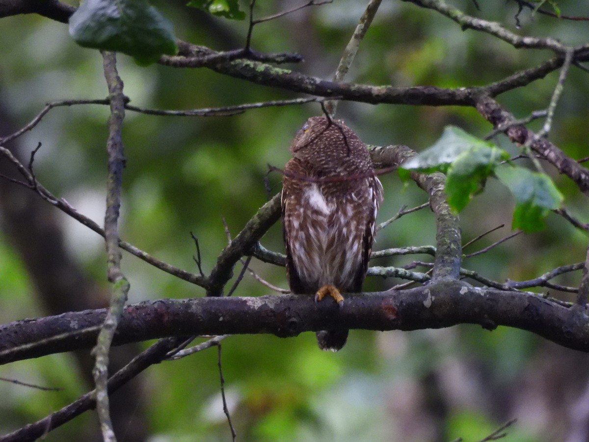 Asian Barred Owlet - ML642146431