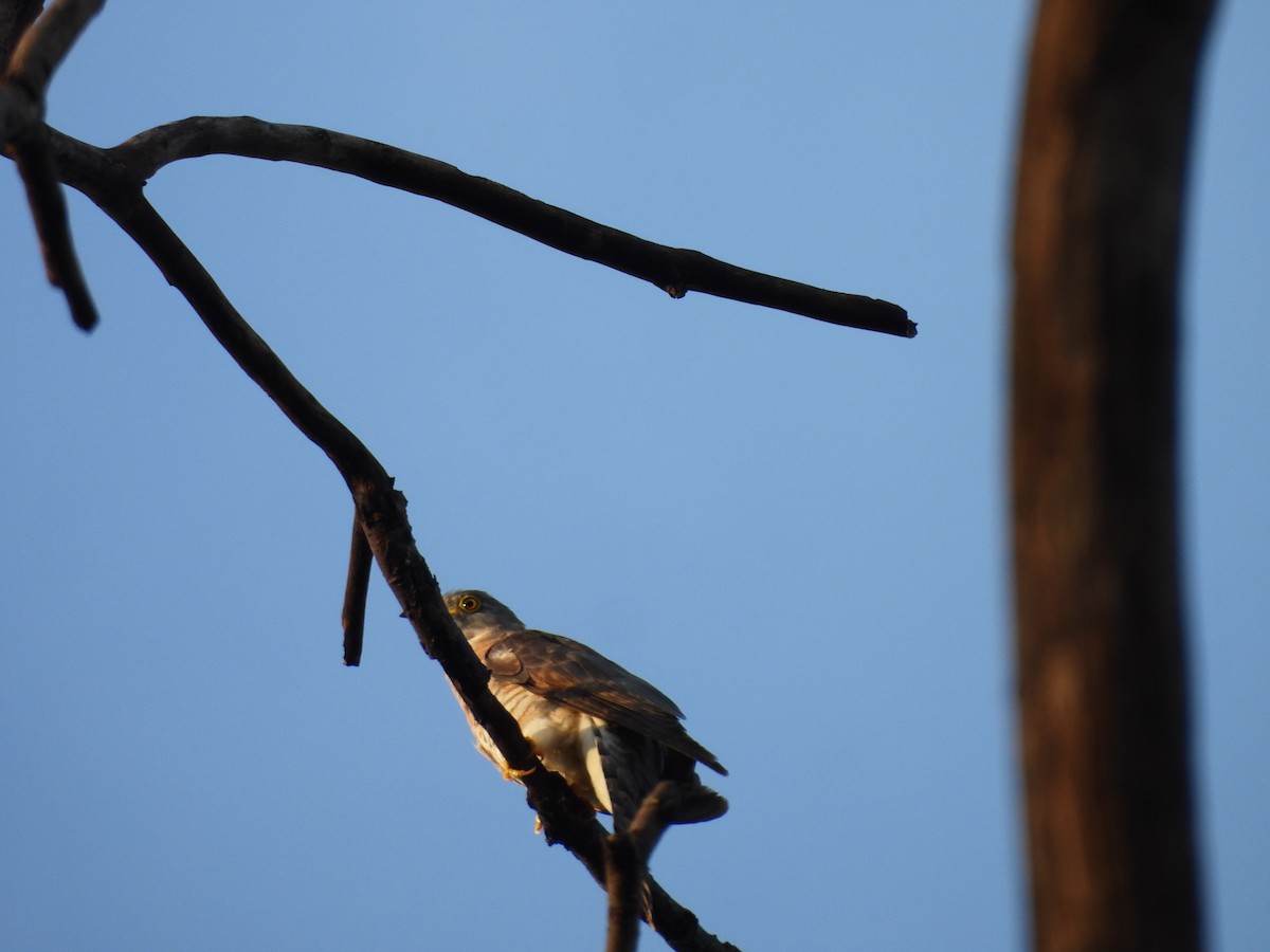 Common Hawk-Cuckoo - ML642146433