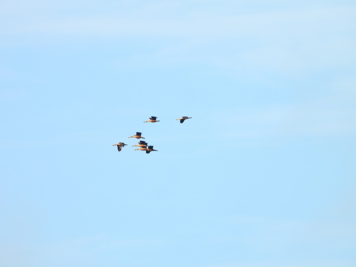 Lesser Whistling-Duck - ML642146438
