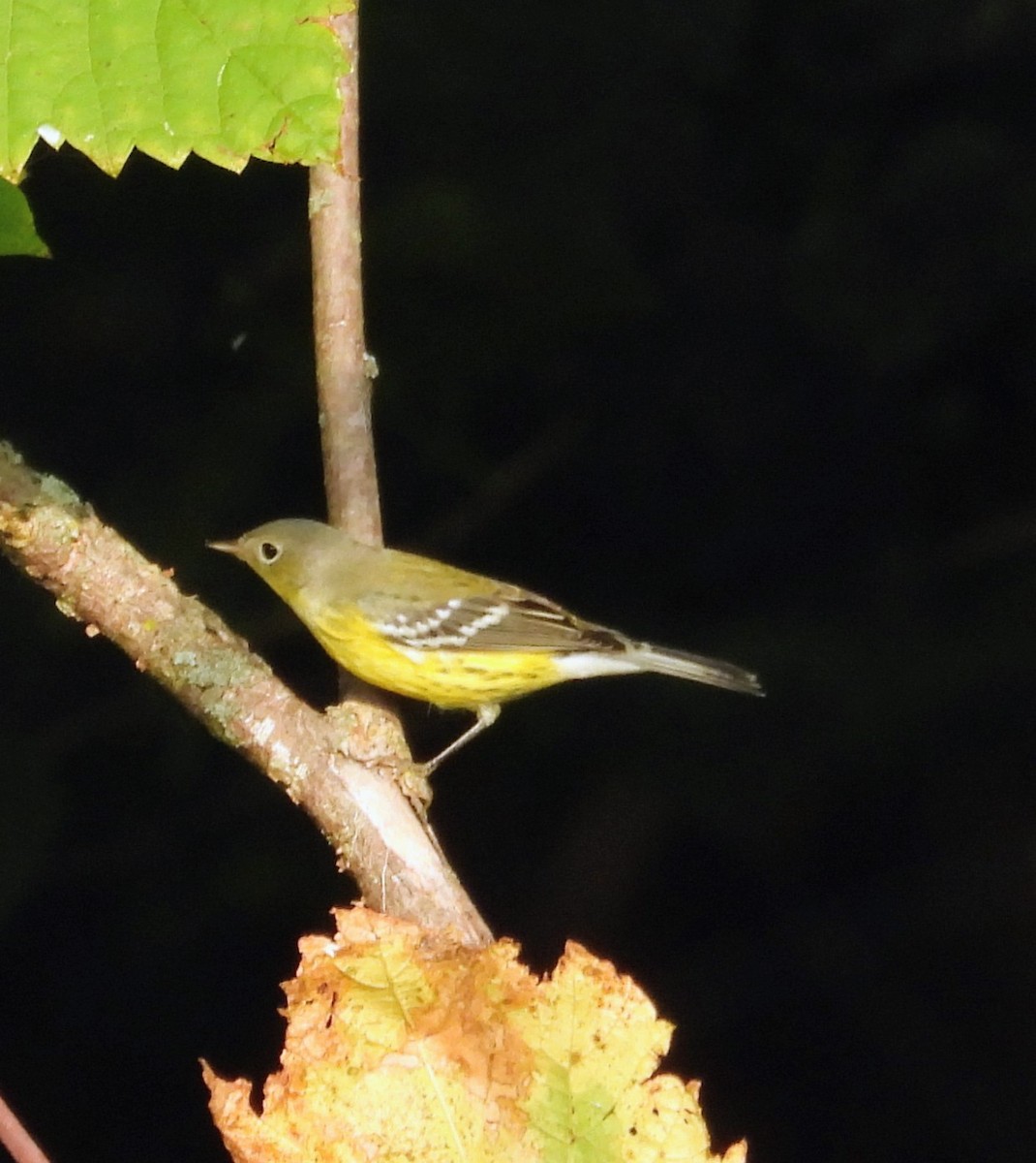 Magnolia Warbler - ML642146441