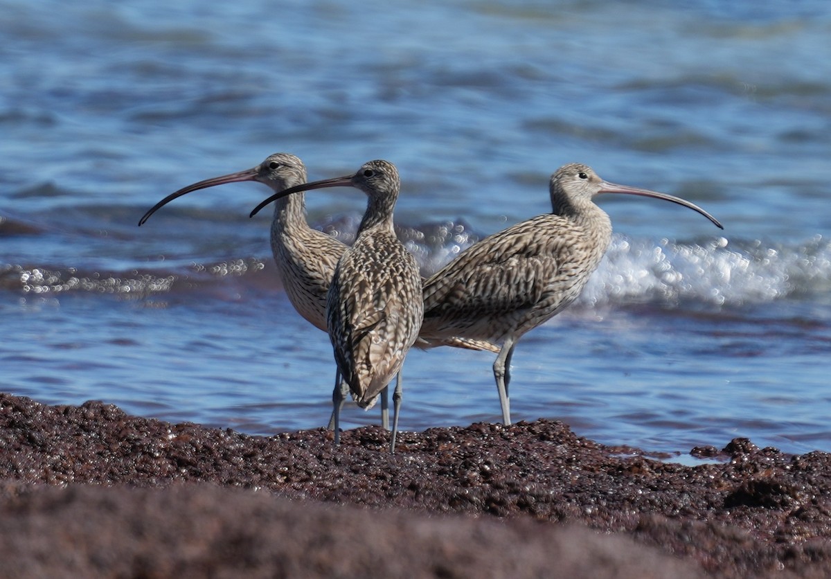 Far Eastern Curlew - ML642146447