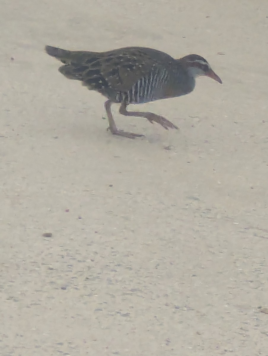 Buff-banded Rail - ML642146457