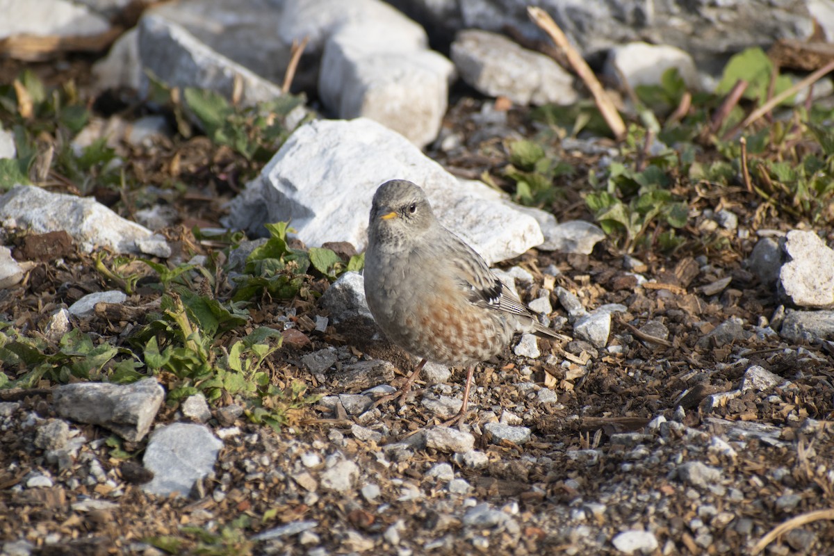 Alpine Accentor - ML642146461