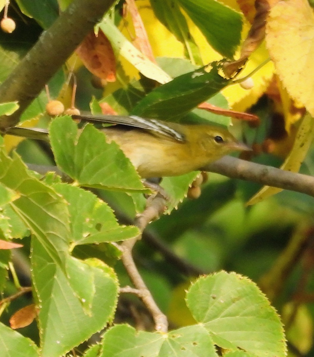 Bay-breasted Warbler - ML642146464