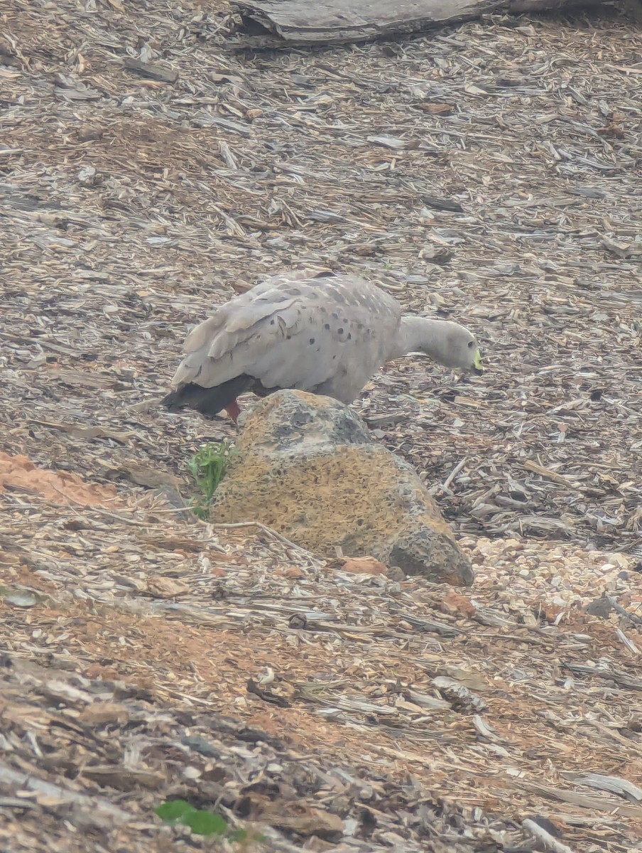 Cape Barren Goose - ML642146465