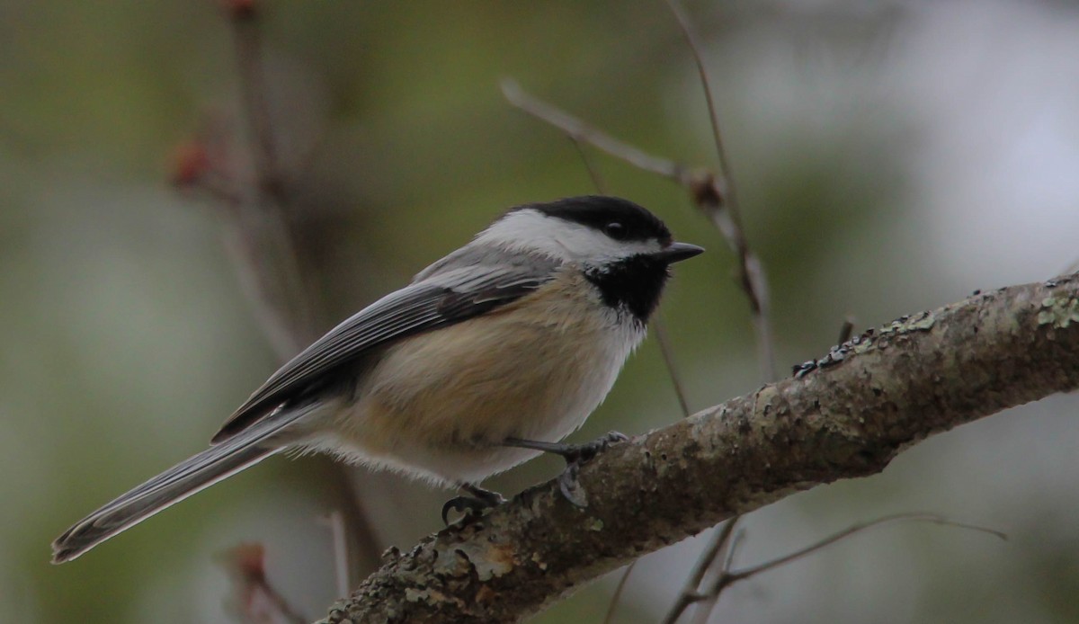 Black-capped Chickadee - ML642146467