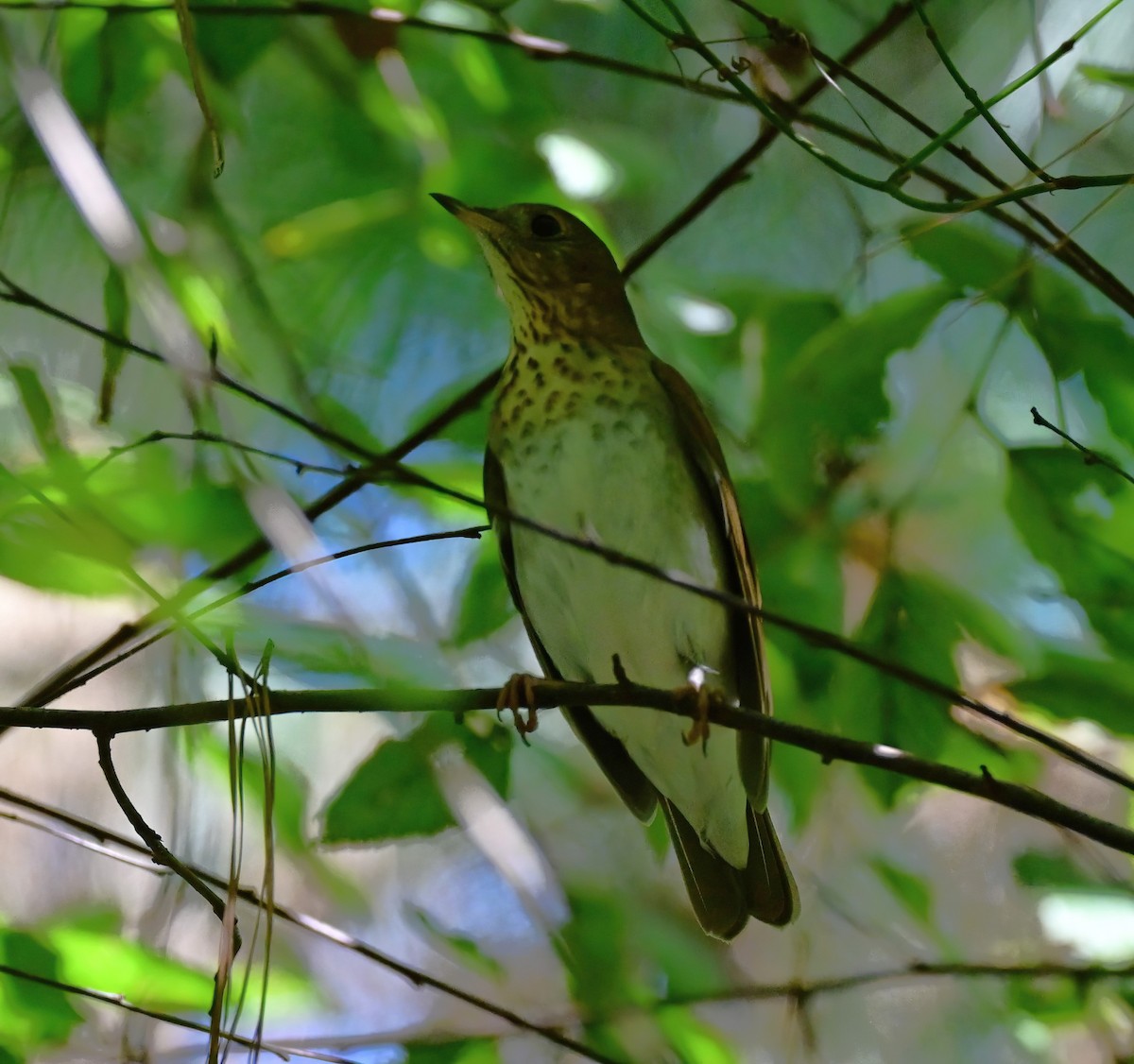 Veery - ML642146469