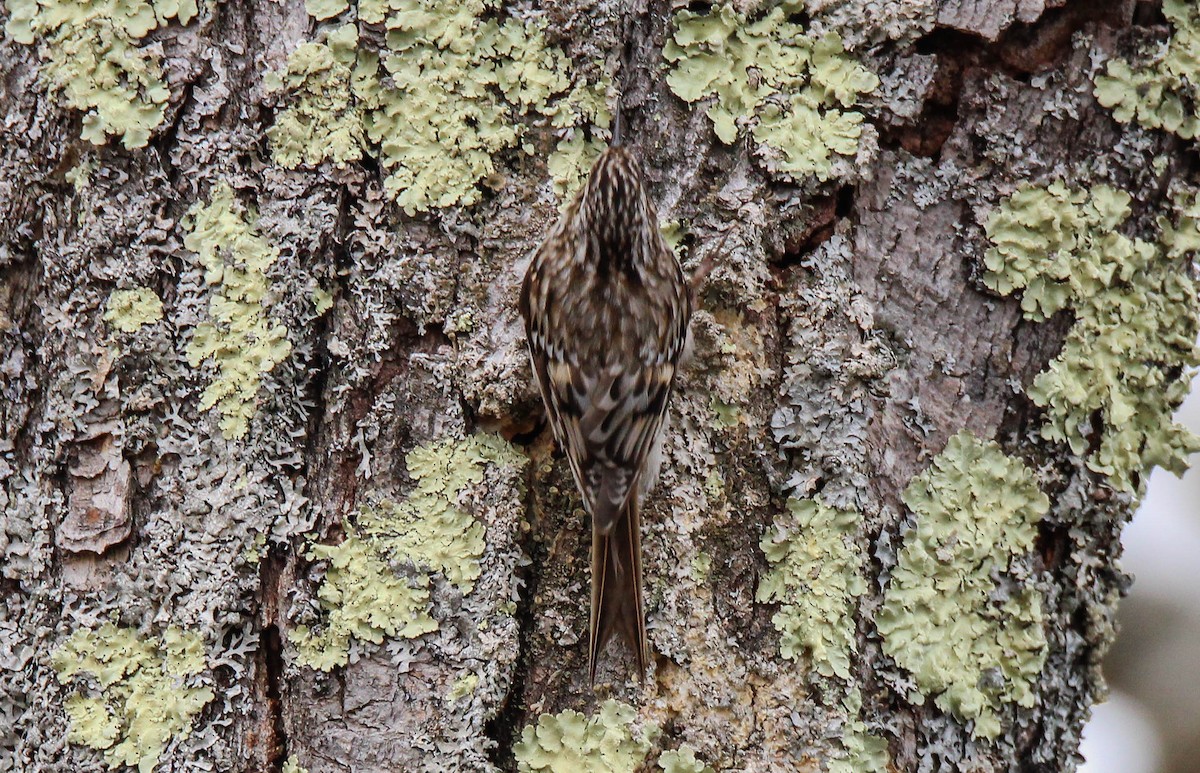 Brown Creeper - ML642146471