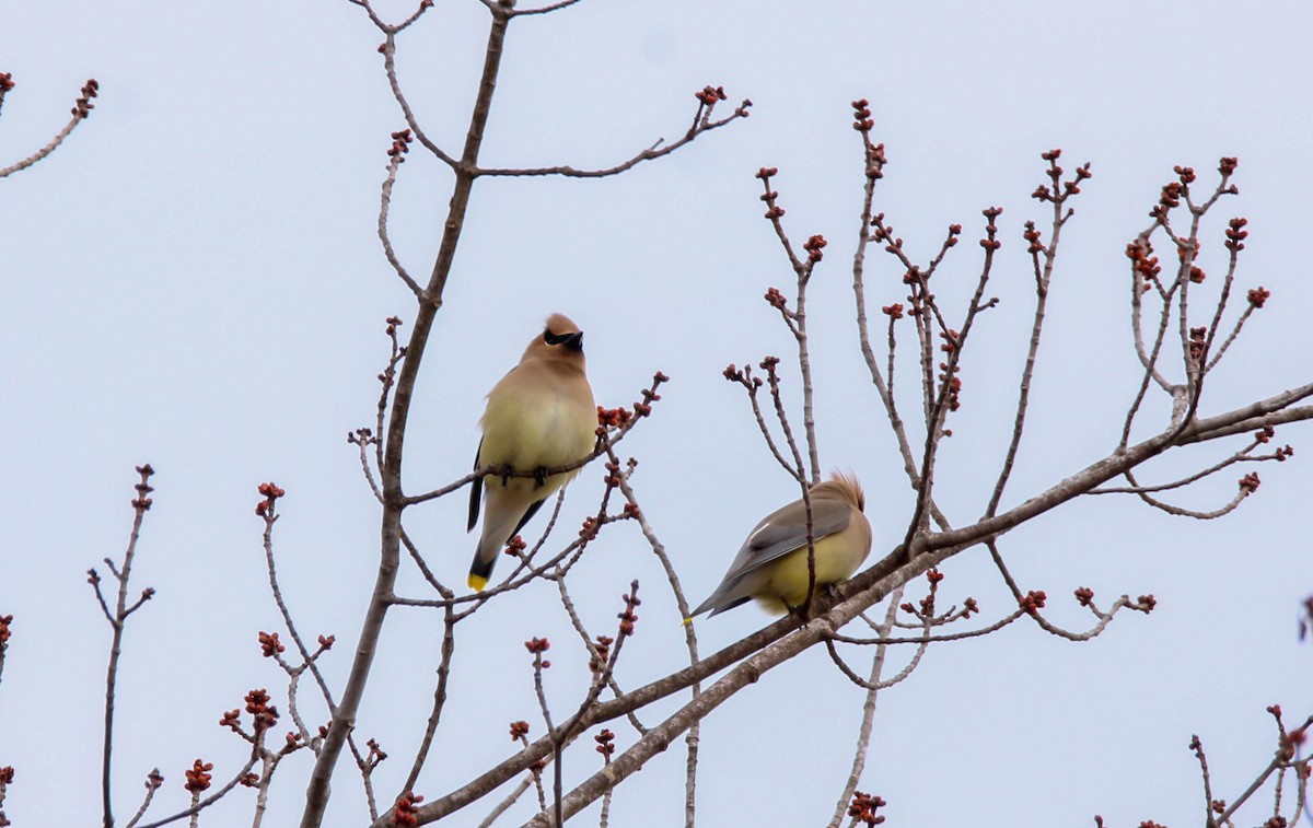 Cedar Waxwing - ML642146476