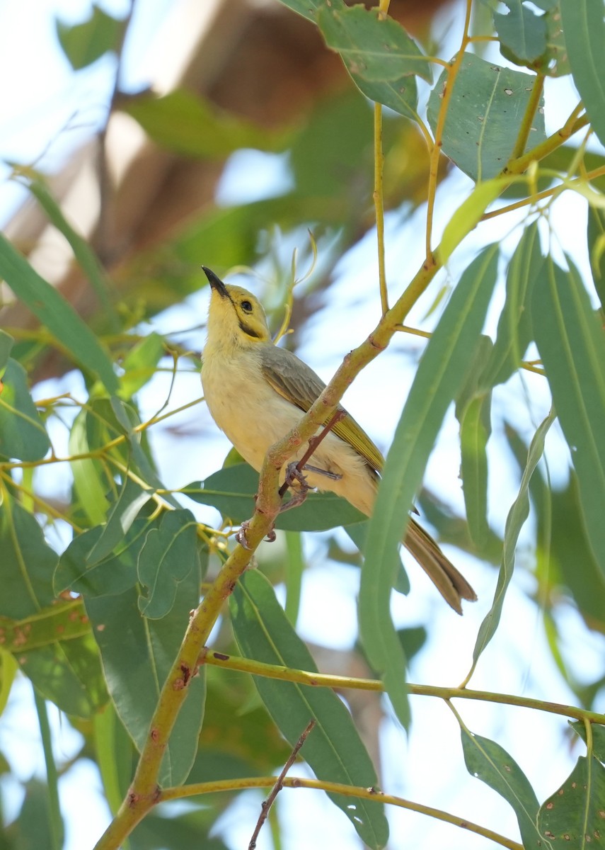 Yellow-tinted Honeyeater - ML642146478