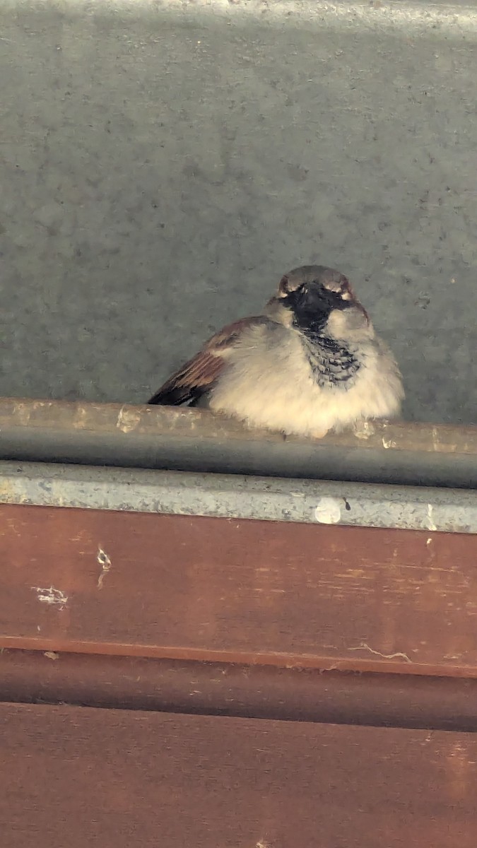 House Sparrow - ML642146490