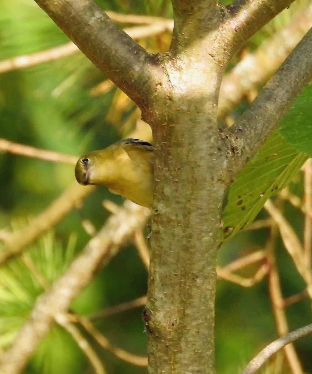 Bay-breasted Warbler - ML642146494