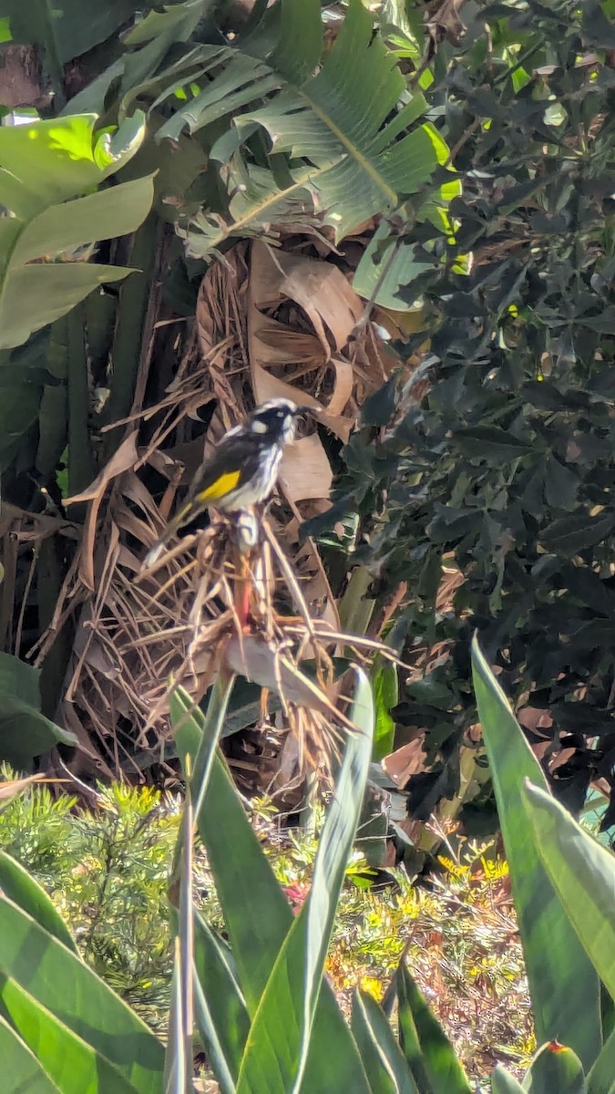 New Holland Honeyeater - ML642146519