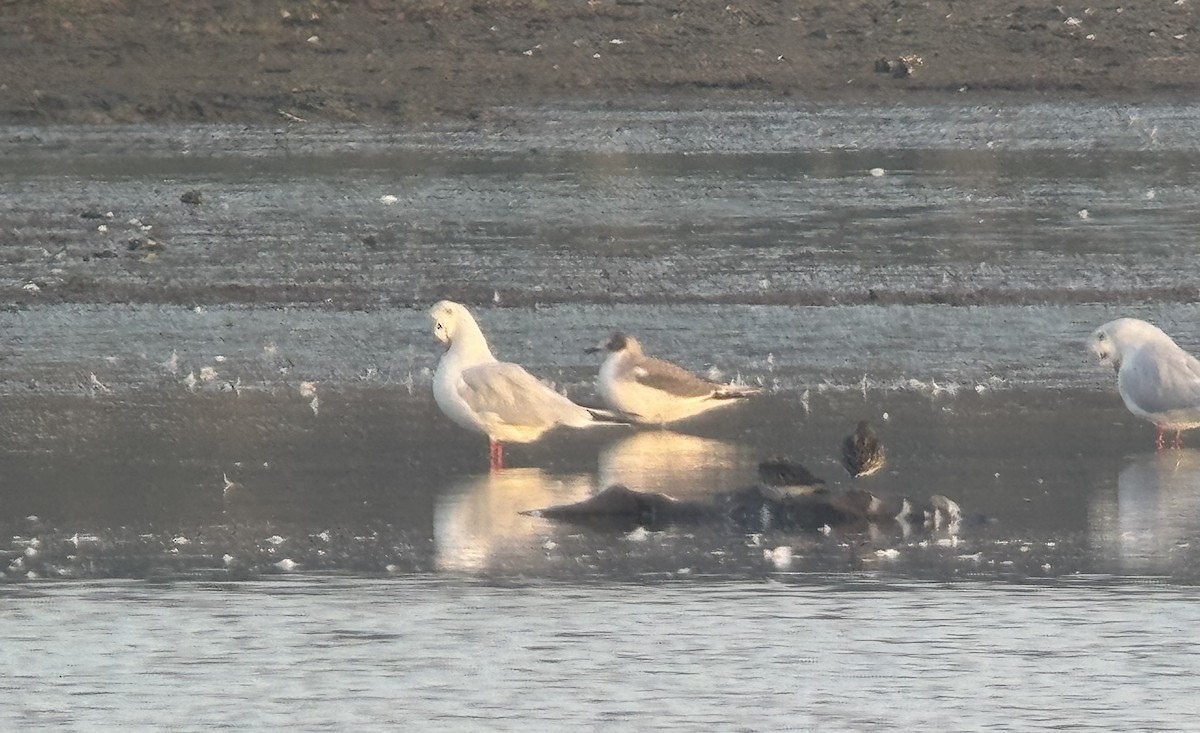 Sabine's Gull - ML642146522