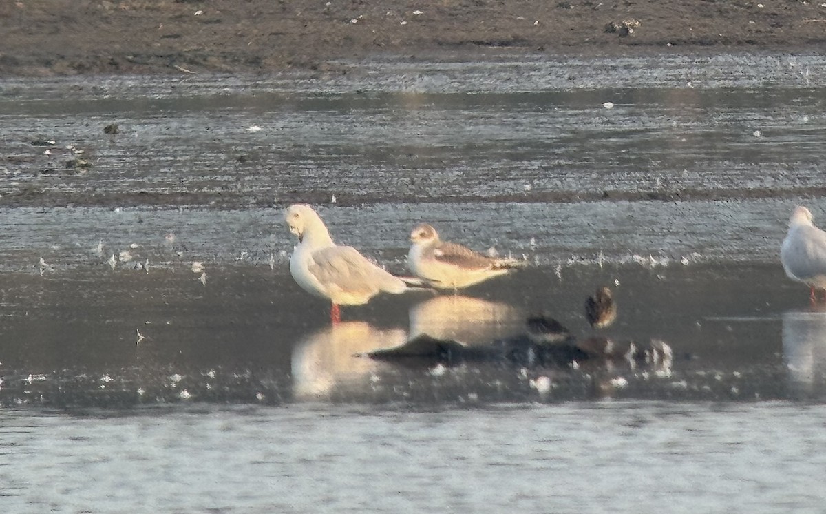 Sabine's Gull - ML642146523