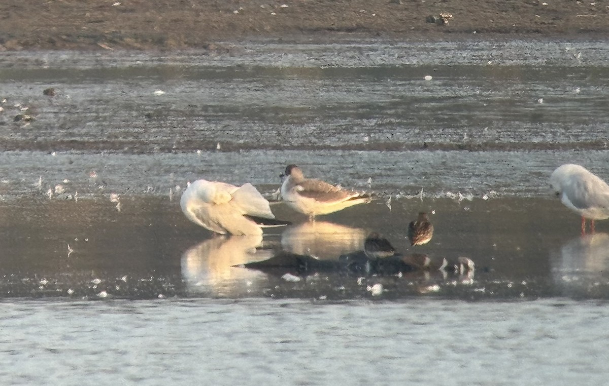 Sabine's Gull - ML642146524