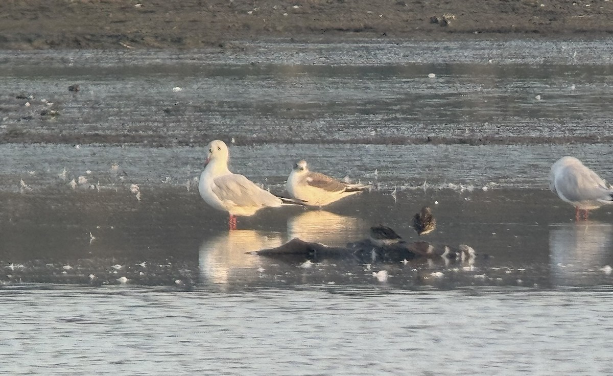 Sabine's Gull - ML642146525