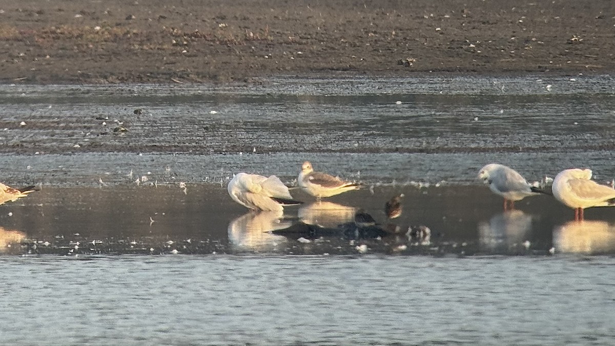 Sabine's Gull - ML642146526