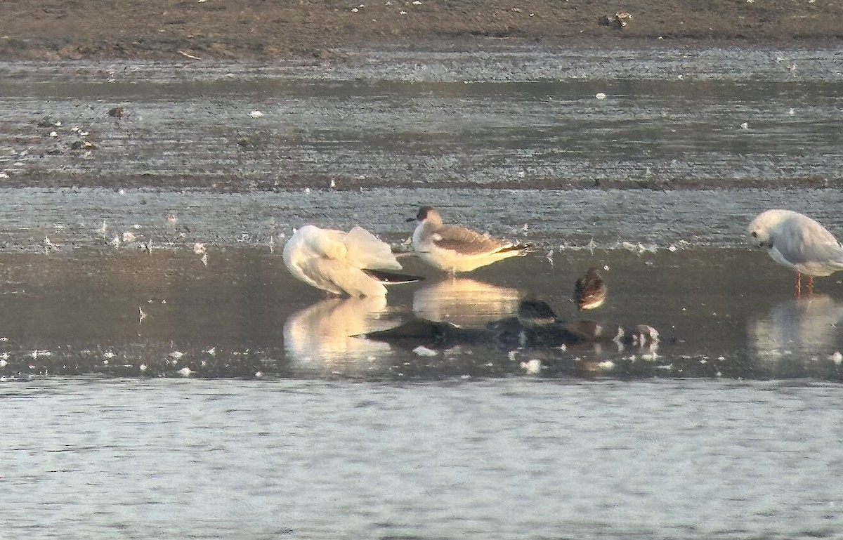 Sabine's Gull - ML642146527