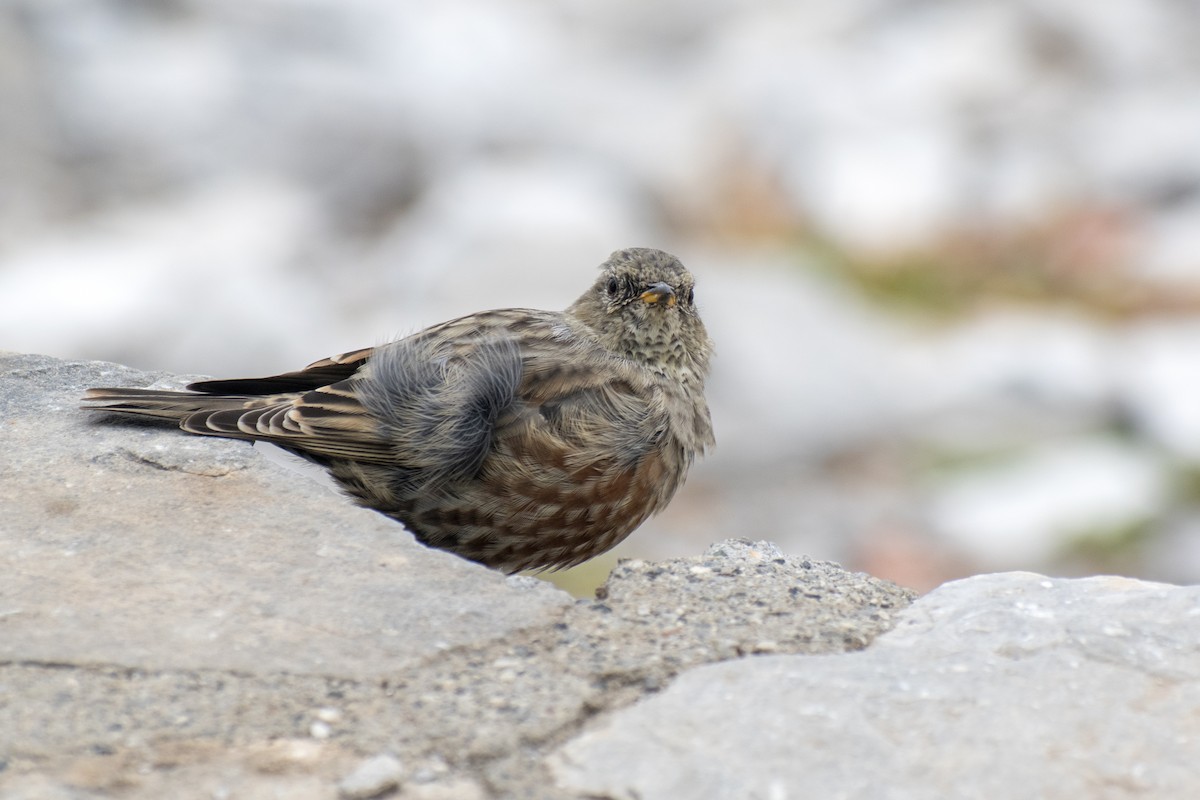 Alpine Accentor - ML642146528