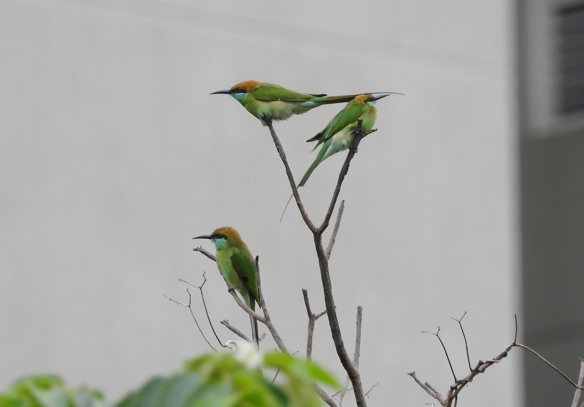 Asian Green Bee-eater - ML642146529