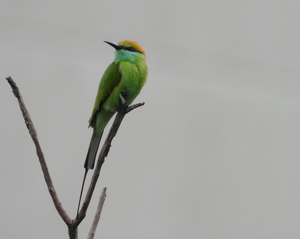 Asian Green Bee-eater - ML642146531