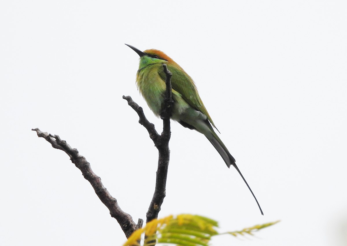 Asian Green Bee-eater - ML642146533
