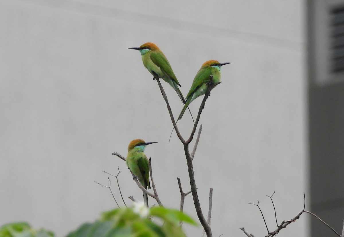 Asian Green Bee-eater - ML642146534