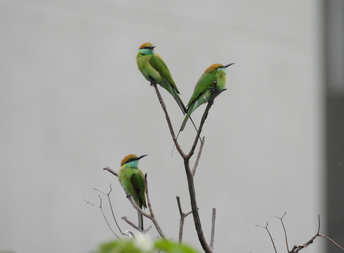 Asian Green Bee-eater - ML642146535