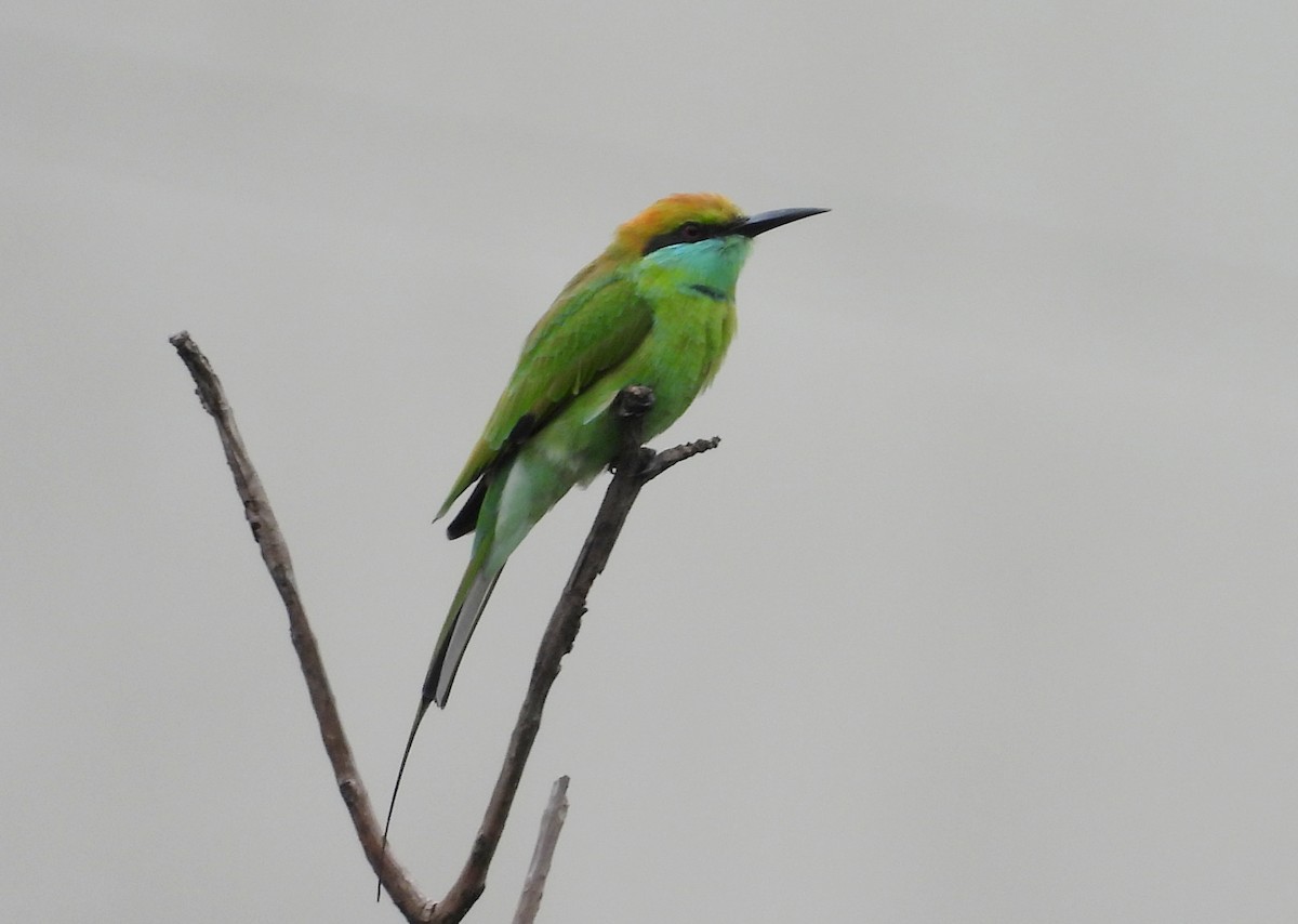 Asian Green Bee-eater - ML642146536