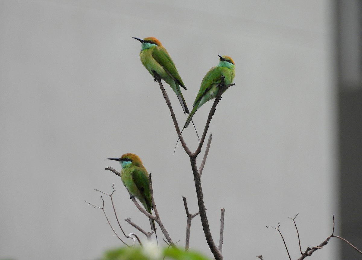 Asian Green Bee-eater - ML642146537