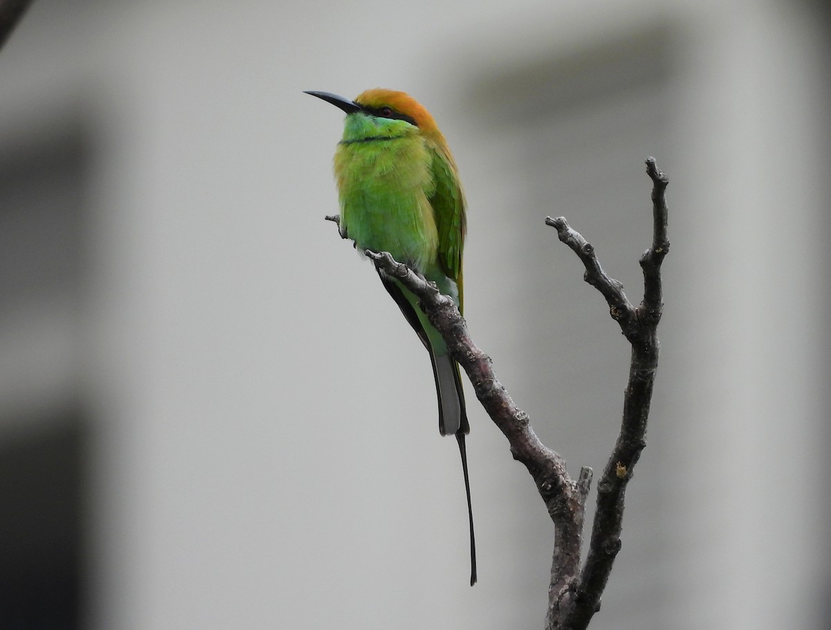 Asian Green Bee-eater - ML642146538