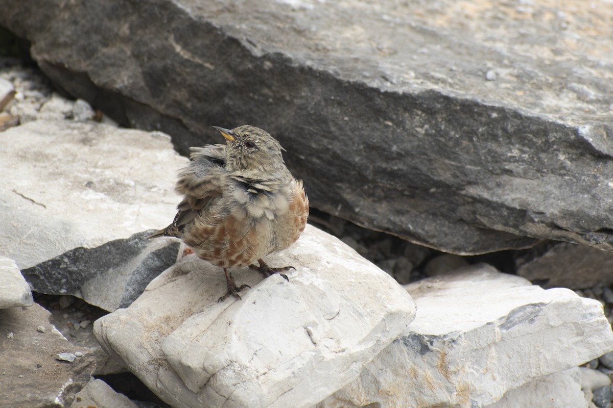 Alpine Accentor - ML642146539