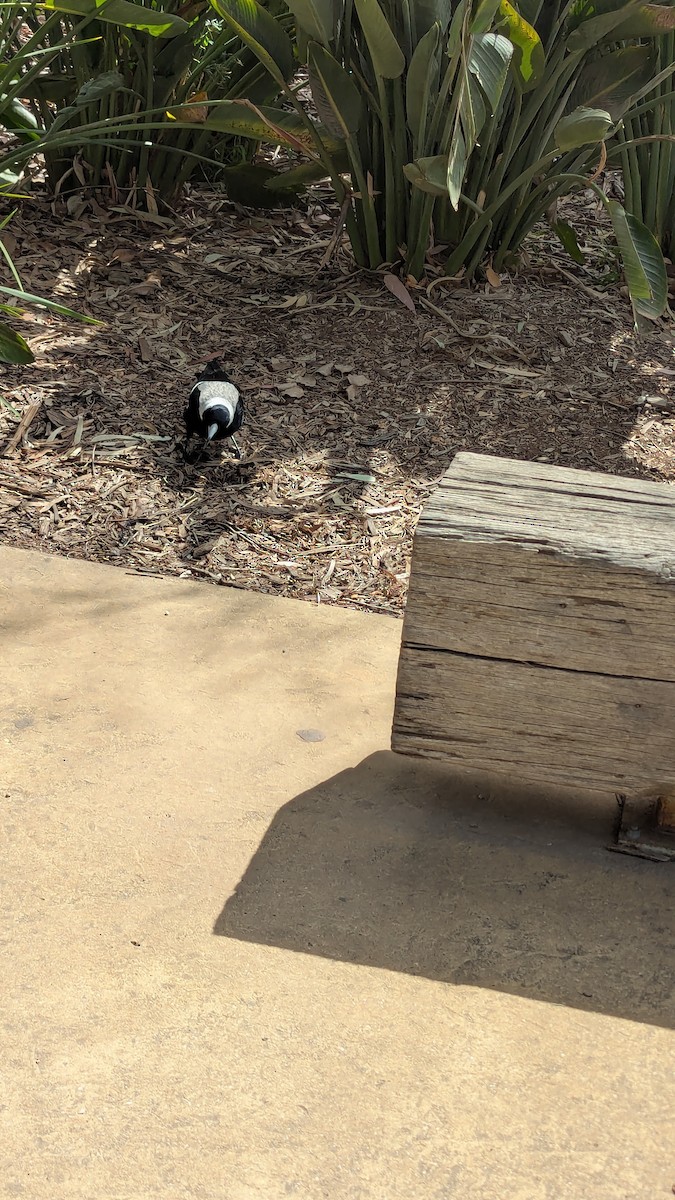 Australian Magpie - ML642146540