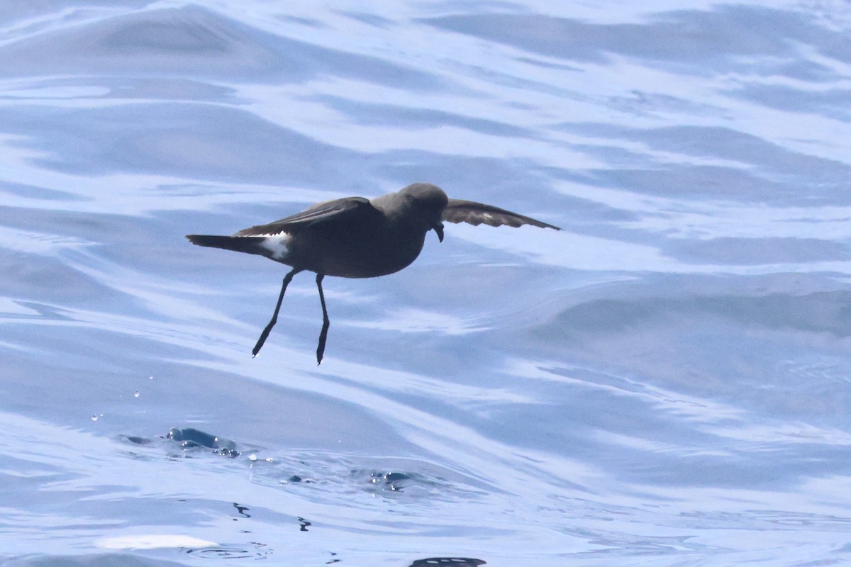 European Storm-Petrel - ML642146544
