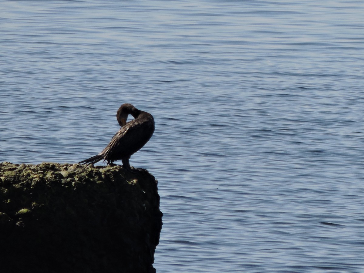 Double-crested Cormorant - ML642146545