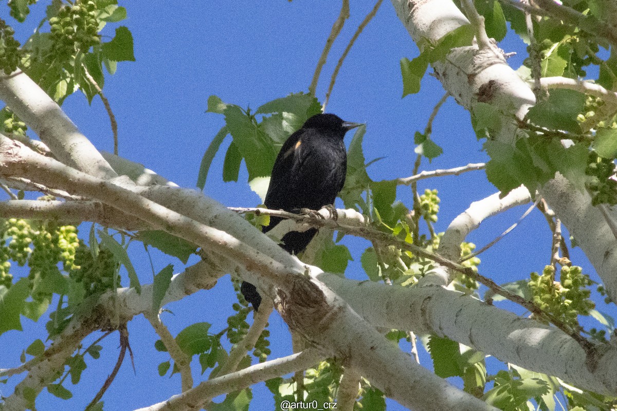Red-winged Blackbird - ML642146551
