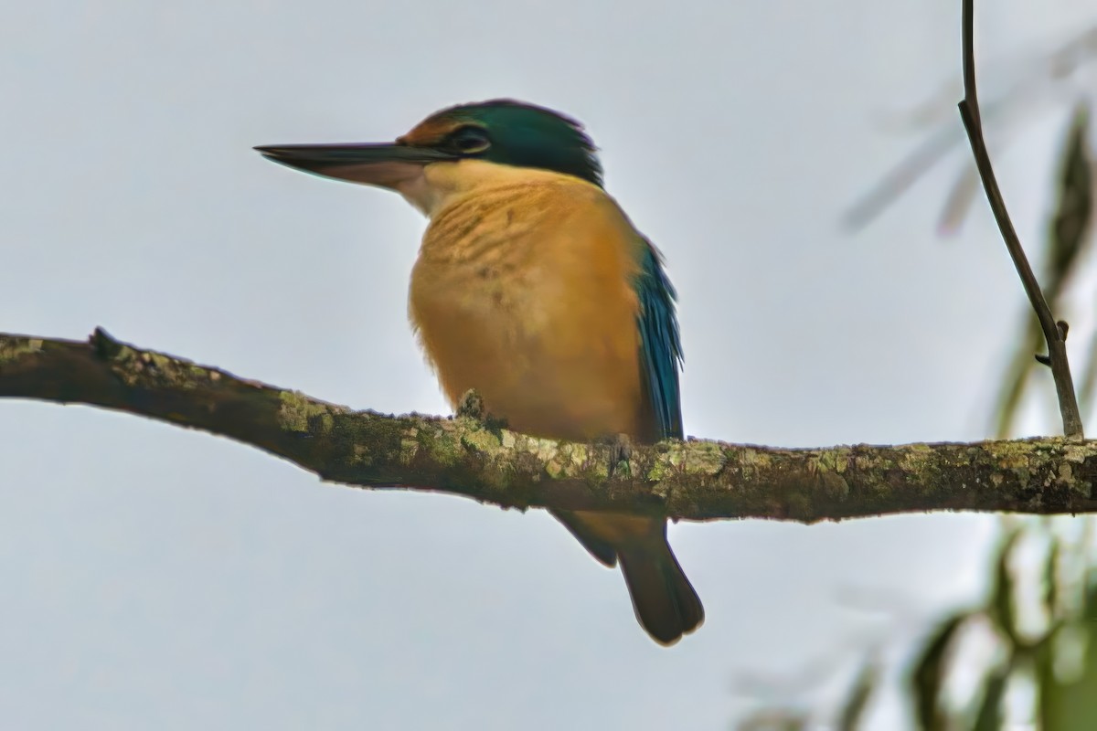 Sacred Kingfisher - ML642146555