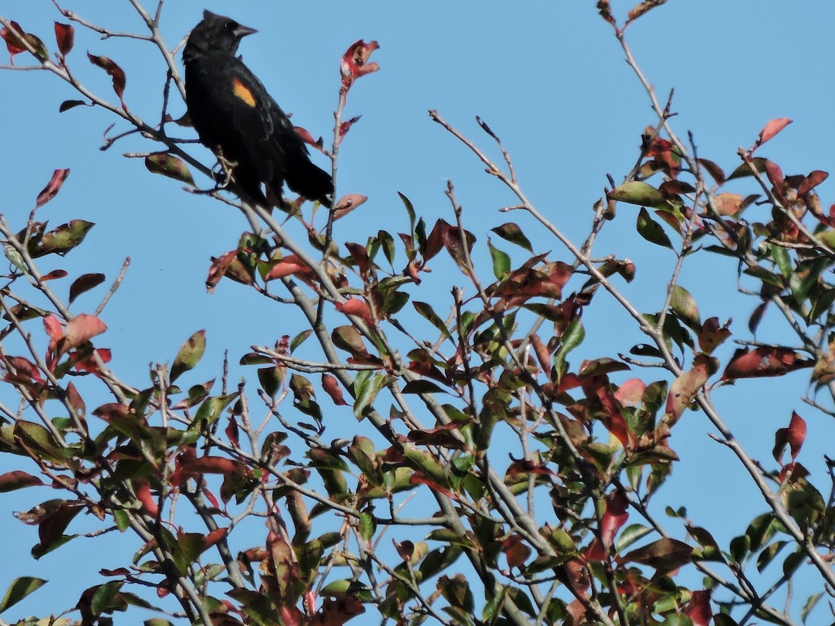 Red-winged Blackbird - ML642146557