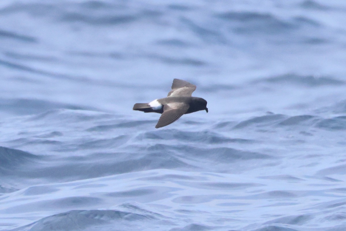 Band-rumped Storm-Petrel (Madeiran) - ML642146559