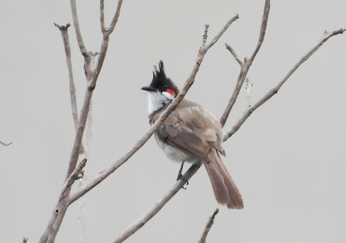 Red-whiskered Bulbul - ML642146564